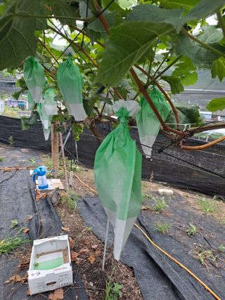 은화주농원맥반석포도님의 요즘 무엇에 관심있나요? · 참여글 작성글 사진