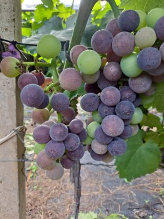 은화주농원맥반석포도님의 요즘 무엇에 관심있나요? · 참여글 작성글 사진