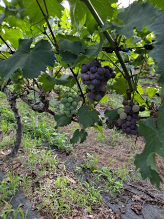 은화주농원맥반석포도님의 요즘 무엇에 관심있나요? · 참여글 작성글 사진