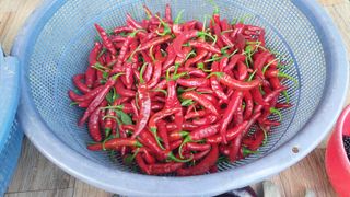 벼10129박병기님의 고추 · 영농일지 작성글 사진