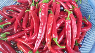 벼10129박병기님의 고추 · 영농일지 작성글 사진