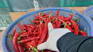 벼10129박병기님의 고추 · 영농일지 작성글 사진