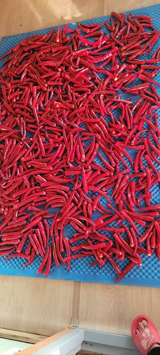 이숲농원님의 고추 · 영농일지 작성글 사진