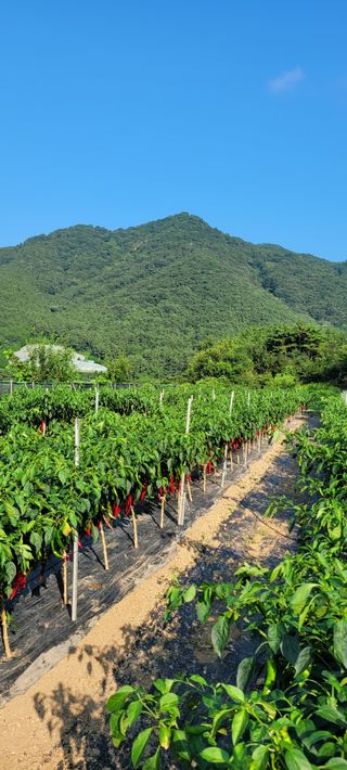 이숲농원님의 고추 · 영농일지 작성글 사진