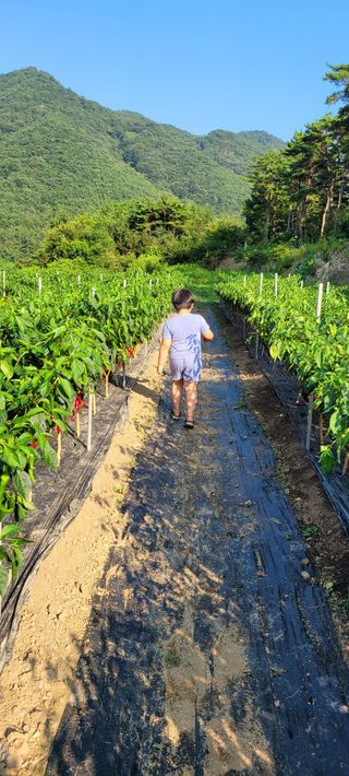 이숲농원님의 고추 · 영농일지 작성글 사진