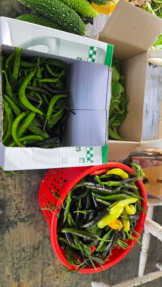 종합선물세트님의 자유주제 · 자유게시판 작성글 사진