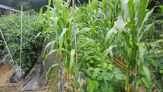 정산님의 고추 · 영농일지 작성글 사진