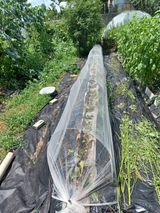 팜모닝 배추·영농일지 게시글 이미지