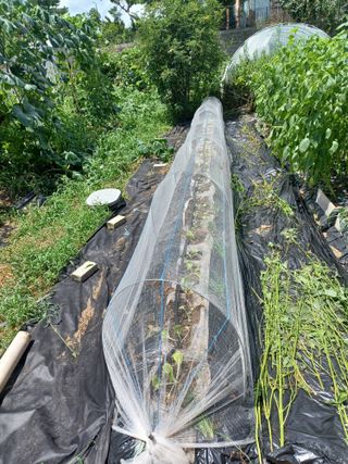 석장근님의 배추 · 영농일지 작성글 사진