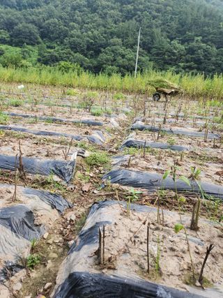 농군님의 참깨 · 영농일지 작성글 사진