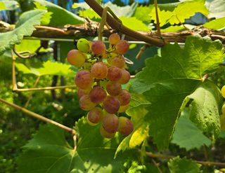 해민농장님의 포도 · 영농일지 작성글 사진