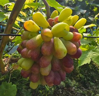 해민농장님의 포도 · 영농일지 작성글 사진