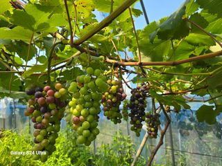해민농장님의 포도 · 영농일지 작성글 사진