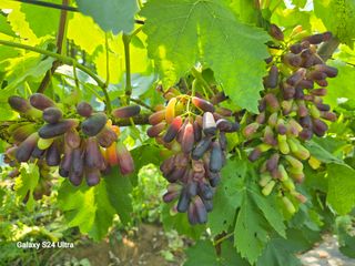 해민농장님의 포도 · 영농일지 작성글 사진