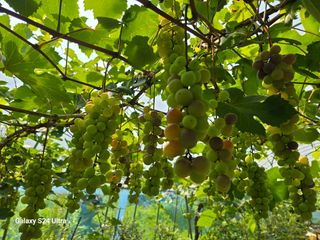 해민농장님의 포도 · 영농일지 작성글 사진
