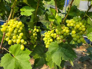 해민농장님의 포도 · 영농일지 작성글 사진