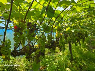 해민농장님의 포도 · 영농일지 작성글 사진