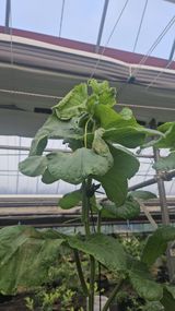 팜모닝 기타작물·병해충상담 게시글 이미지