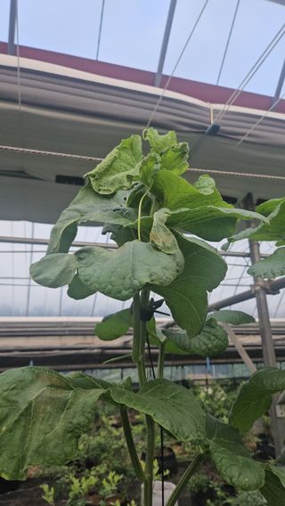 장서인님의 기타작물 · 병해충상담 작성글 사진