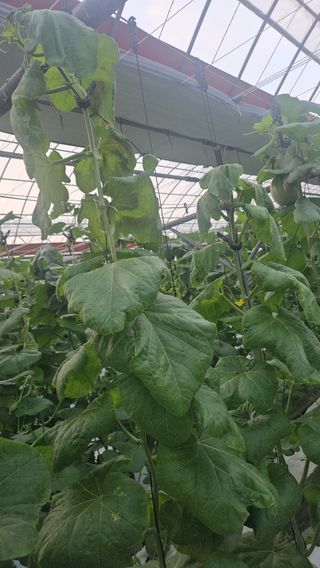 장서인님의 기타작물 · 병해충상담 작성글 사진