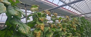 장서인님의 기타작물 · 병해충상담 작성글 사진