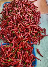 팜모닝 고추·영농일지 게시글 이미지