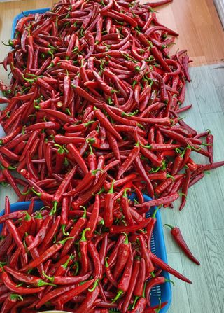 마늘님의 고추 · 영농일지 작성글 사진