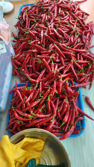 마늘님의 고추 · 영농일지 작성글 사진