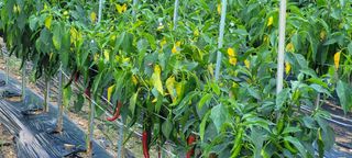 도시농부 박태영님의 고추 · 병해충상담 작성글 사진