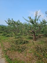 팜모닝 매실·영농일지 게시글 이미지