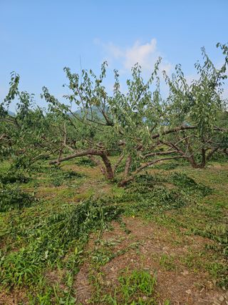 윤권진님의 매실 · 영농일지 작성글 사진