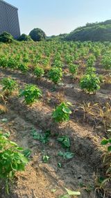 팜모닝 들깨·영농일지 게시글 이미지