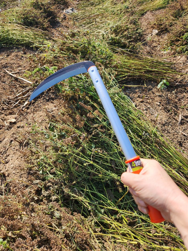 안산제일농약사님의 장터 판매 상품 [산소벌초용 들깨수확용 수원낫5개 도루코낫2개 조선낫2개 중 선택] 첨부 사진