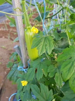 코알라님의 호박 · 영농일지 작성글 사진