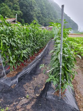 남기탁 님의 고추 · 영농일지 작성글 사진