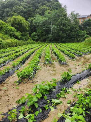 김영주님의 들깨 · 영농일지 작성글 사진