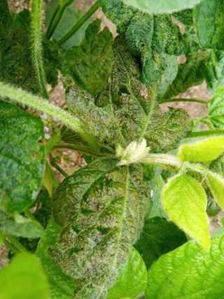 늘보농장님의 콩 · 병해충상담 작성글 사진