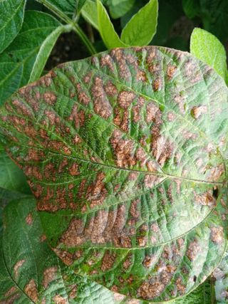 늘보농장님의 콩 · 병해충상담 작성글 사진