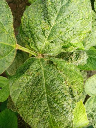 늘보농장님의 콩 · 병해충상담 작성글 사진