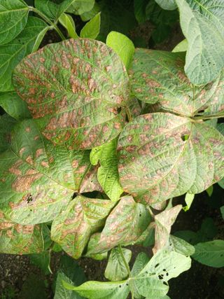 늘보농장님의 콩 · 병해충상담 작성글 사진