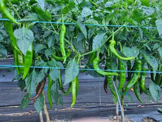 원종문님의 고추 · 영농일지 작성글 사진