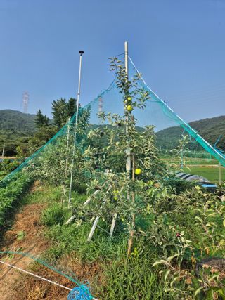 유명호님의 들깨 · 영농일지 작성글 사진