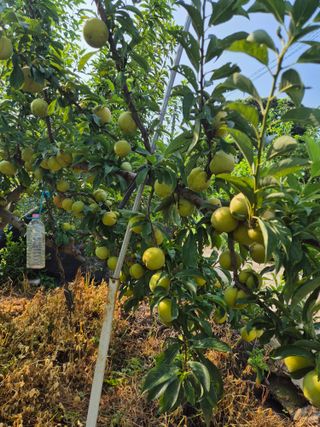 유명호님의 들깨 · 영농일지 작성글 사진