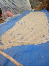 팜모닝 참깨·영농일지 게시글 이미지