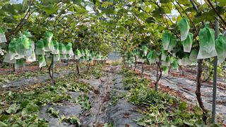 이승헌님의 포도 · 영농일지 작성글 사진