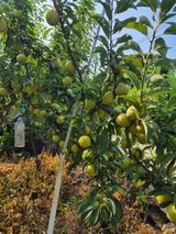 팜모닝 자유주제·자유게시판 게시글 이미지