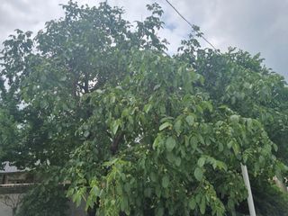 이명기님의 기타작물 · 영농일지 작성글 사진