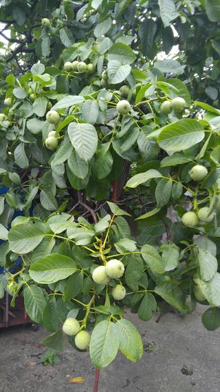 이명기님의 기타작물 · 영농일지 작성글 사진