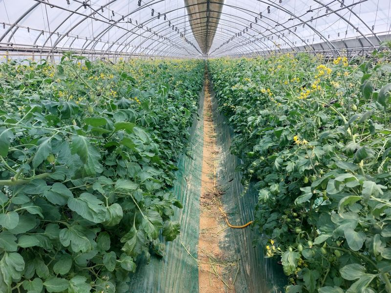 너먼들농부네님의 장터 판매 상품 [깐양파 3kg진공포장  ] 첨부 사진