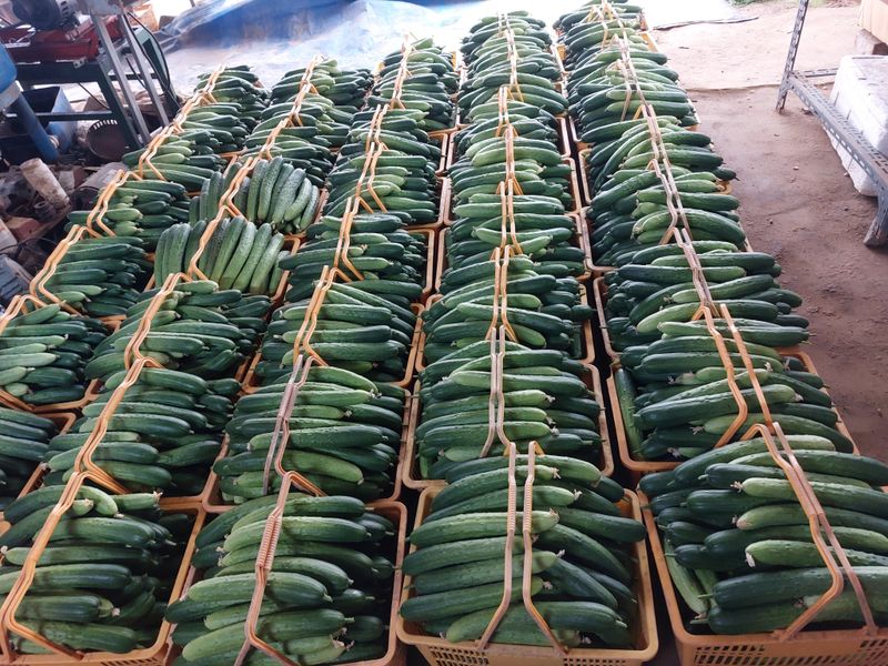 너먼들농부네님의 장터 판매 상품 [깐양파 3kg진공포장  ] 첨부 사진